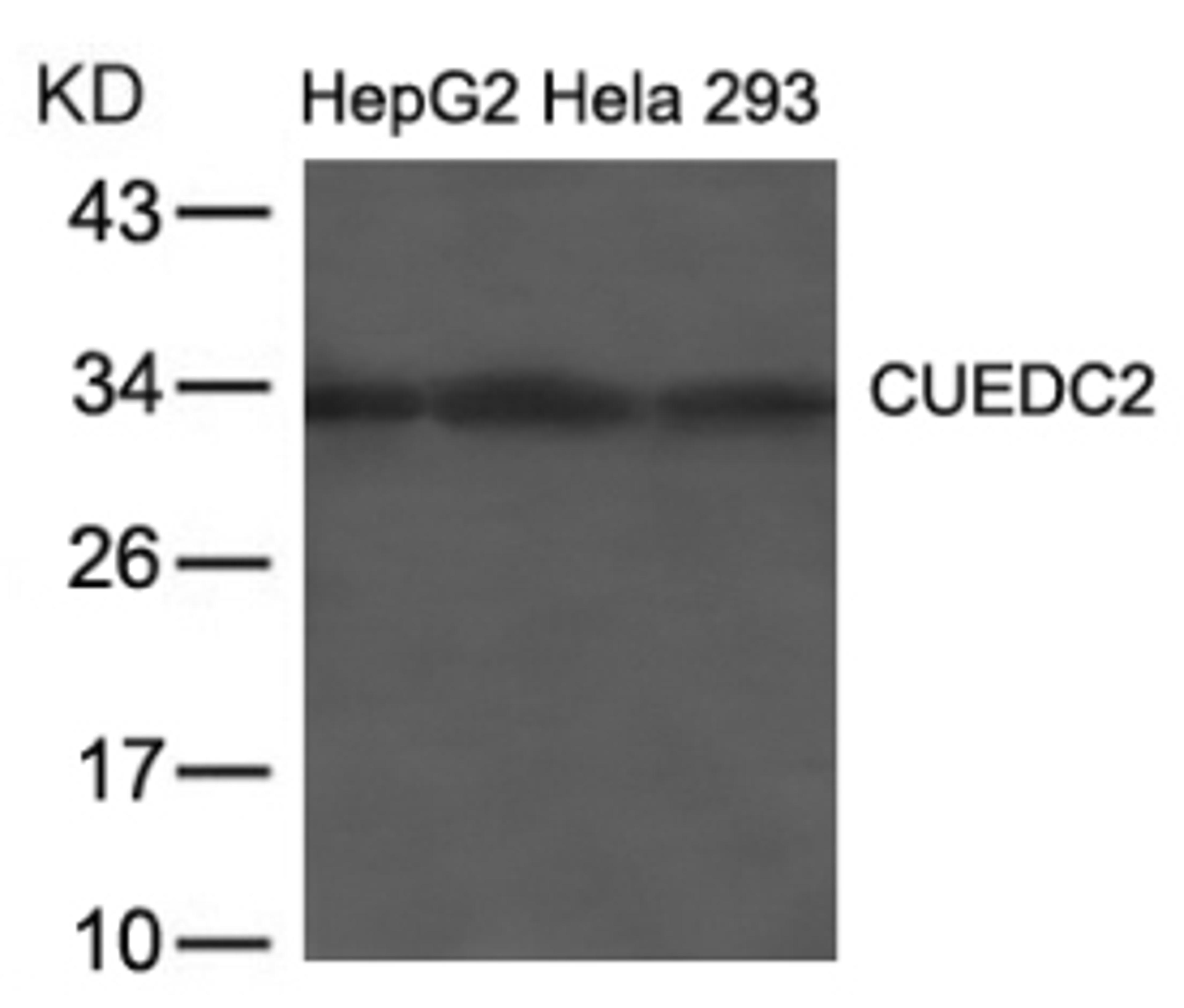 Western blot analysis of lysed extracts from HepG2, HeLa and 293 cells using CUEDC2 Antibody.