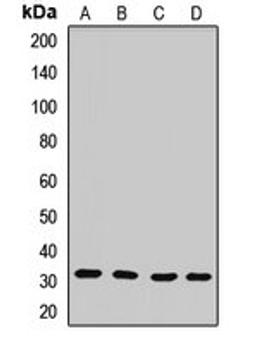 Western blot analysis of HepG2 (Lane1), Hela (Lane2), mouse brain (Lane3), mouse heart (Lane4) whole cell lysates using PLSCR3 antibody