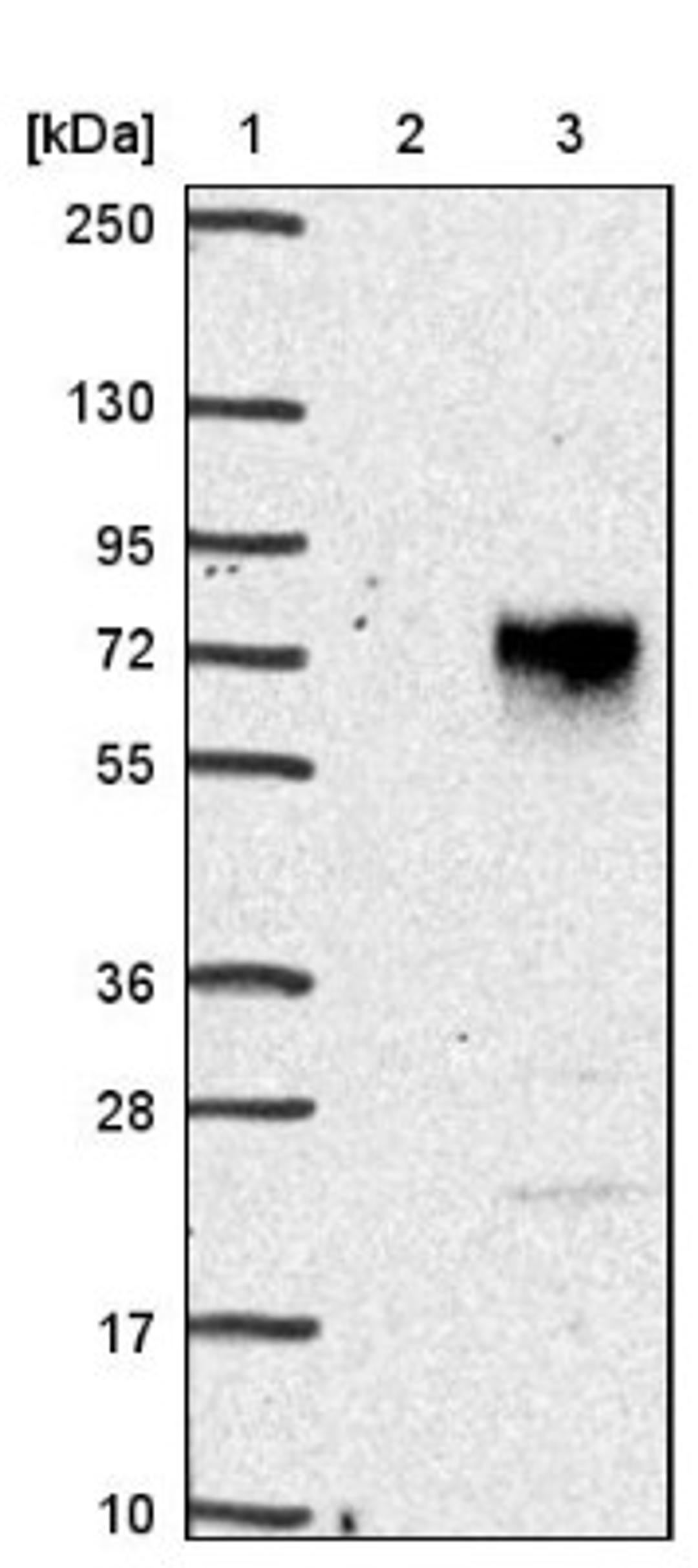 Western Blot: CCDC86 Antibody [NBP1-93500] - Lane 1: Marker [kDa] 250, 130, 95, 72, 55, 36, 28, 17, 10<br/>Lane 2: Negative control (vector only transfected HEK293T lysate)<br/>Lane 3: Over-expression lysate (Co-expressed with a C-terminal myc-DDK tag (~3.1 kDa) in mammalian HEK293T cells, LY411369)