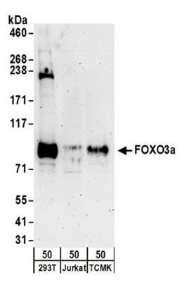 Detection of human and mouse FOXO3a by western blot.