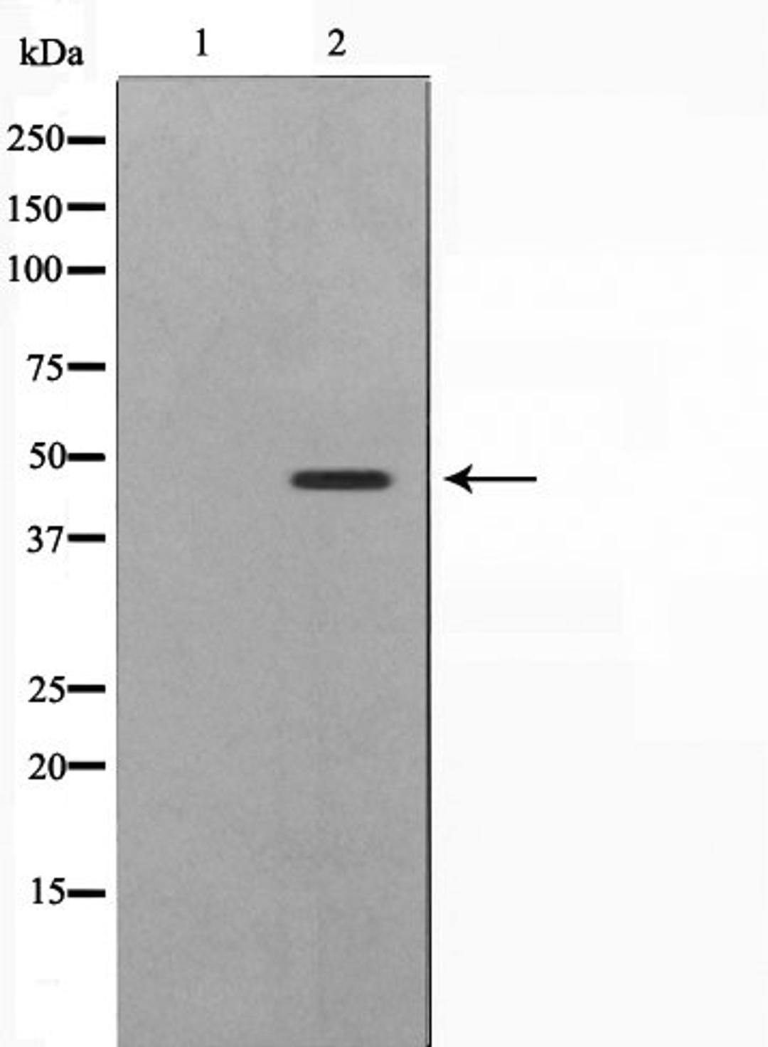 Western blot analysis of 293 cell lysate using SKP2/p45 antibody