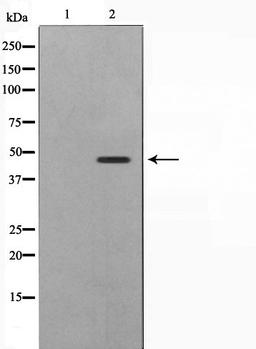 Western blot analysis of 293 cell lysate using SKP2/p45 antibody