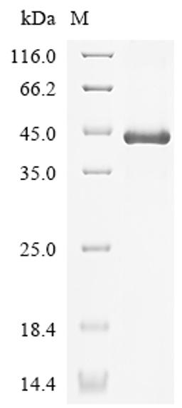 (Tris-Glycine gel) Discontinuous SDS-PAGE (reduced) with 5% enrichment gel and 15% separation gel.