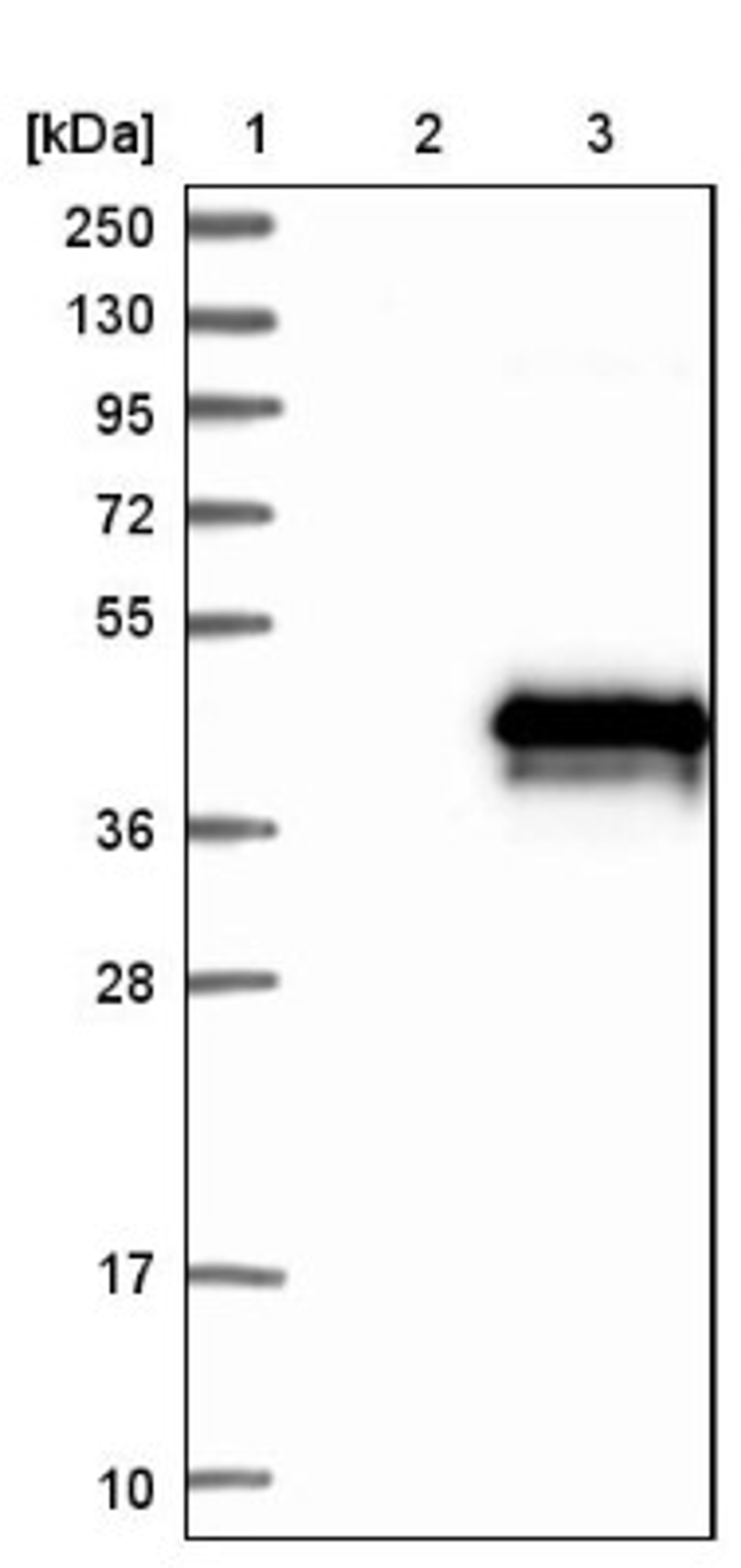 Western Blot: TMEM74 Antibody [NBP1-83546] - Lane 1: Marker [kDa] 250, 130, 95, 72, 55, 36, 28, 17, 10<br/>Lane 2: Negative control (vector only transfected HEK293T lysate)<br/>Lane 3: Over-expression lysate (Co-expressed with a C-terminal myc-DDK tag (~3.1 kDa) in mammalian HEK293T cells, LY407196)