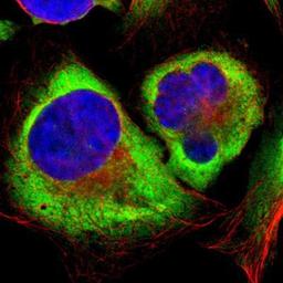 Immunocytochemistry/Immunofluorescence: RPL35 Antibody [NBP1-81330] Staining of human cell line U-2 OS shows positivity in cytoplasm.