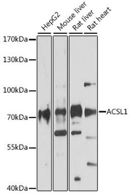 Western blot - ACSL1 antibody (A16253)