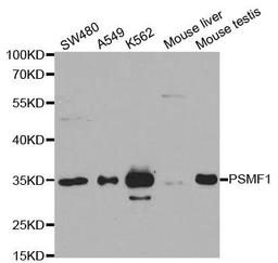 Western blot analysis of extracts of various cell lines using PSMF1 antibody