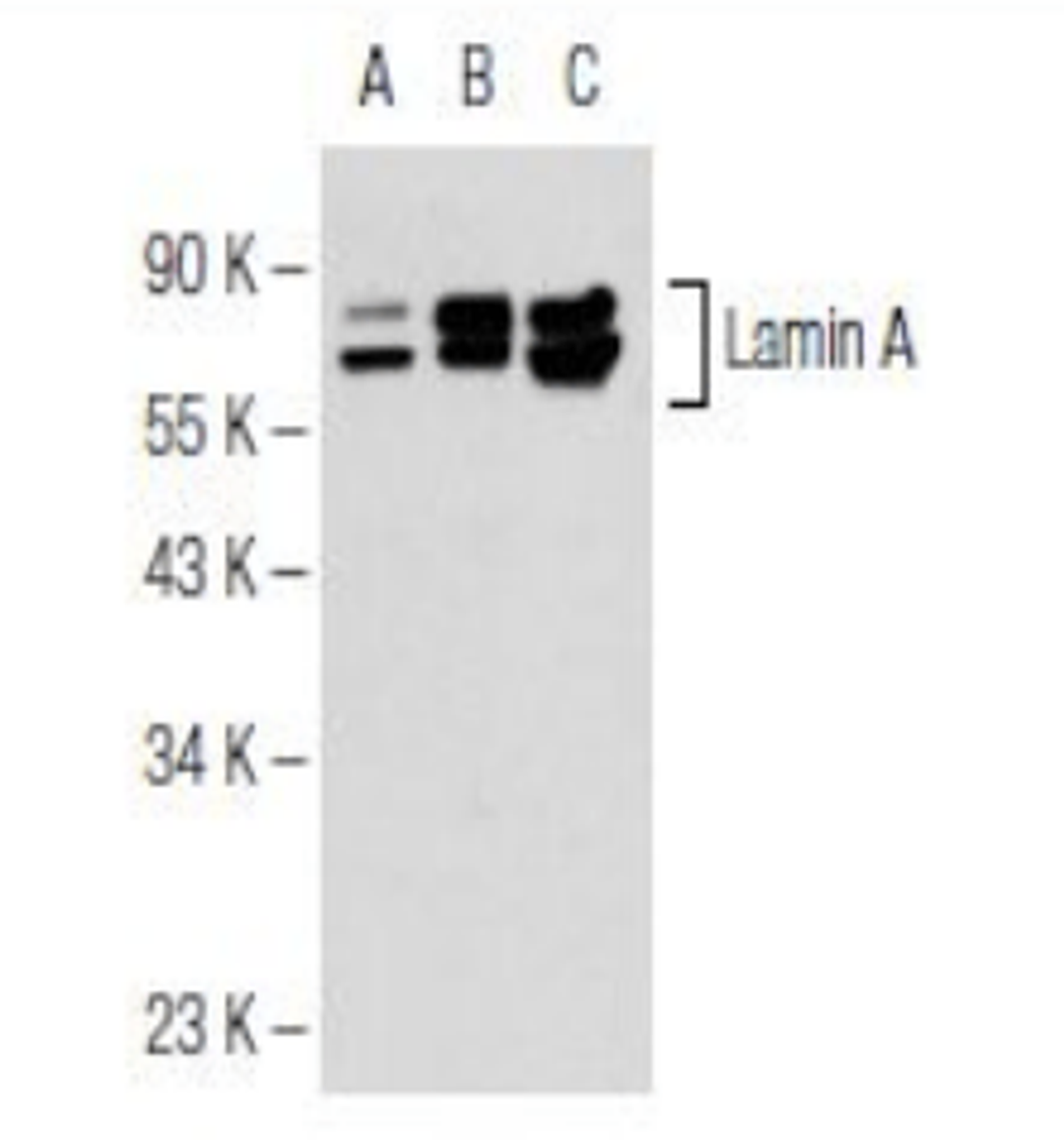 Western blot analysis of non-transfected 293T (Lane 1), transfected 293T (Lane 2), Hs68 (Lane 3) whole cell lysates using Lamin A/C antibody.