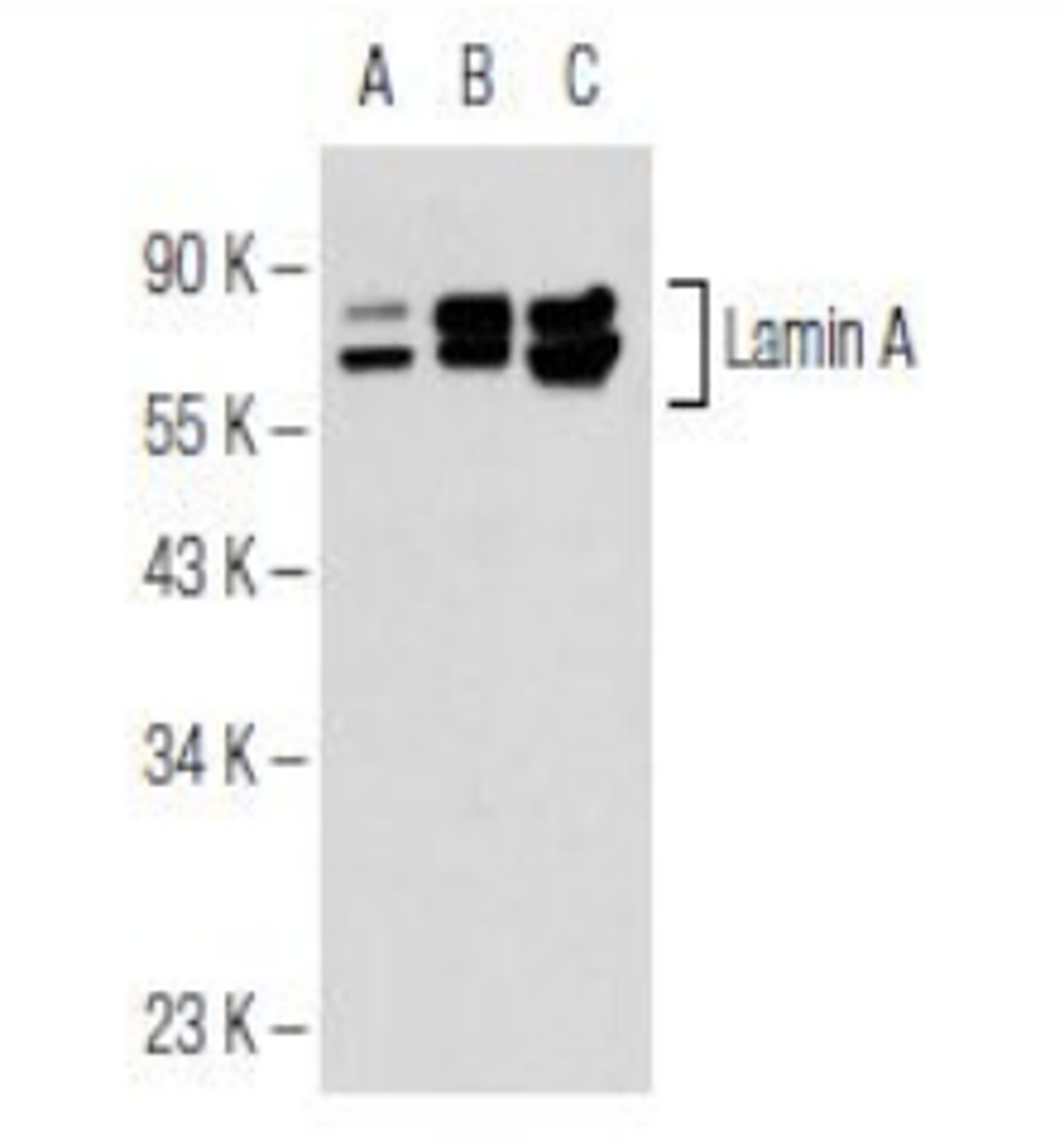 Western blot analysis of non-transfected 293T (Lane 1), transfected 293T (Lane 2), Hs68 (Lane 3) whole cell lysates using Lamin A/C antibody.