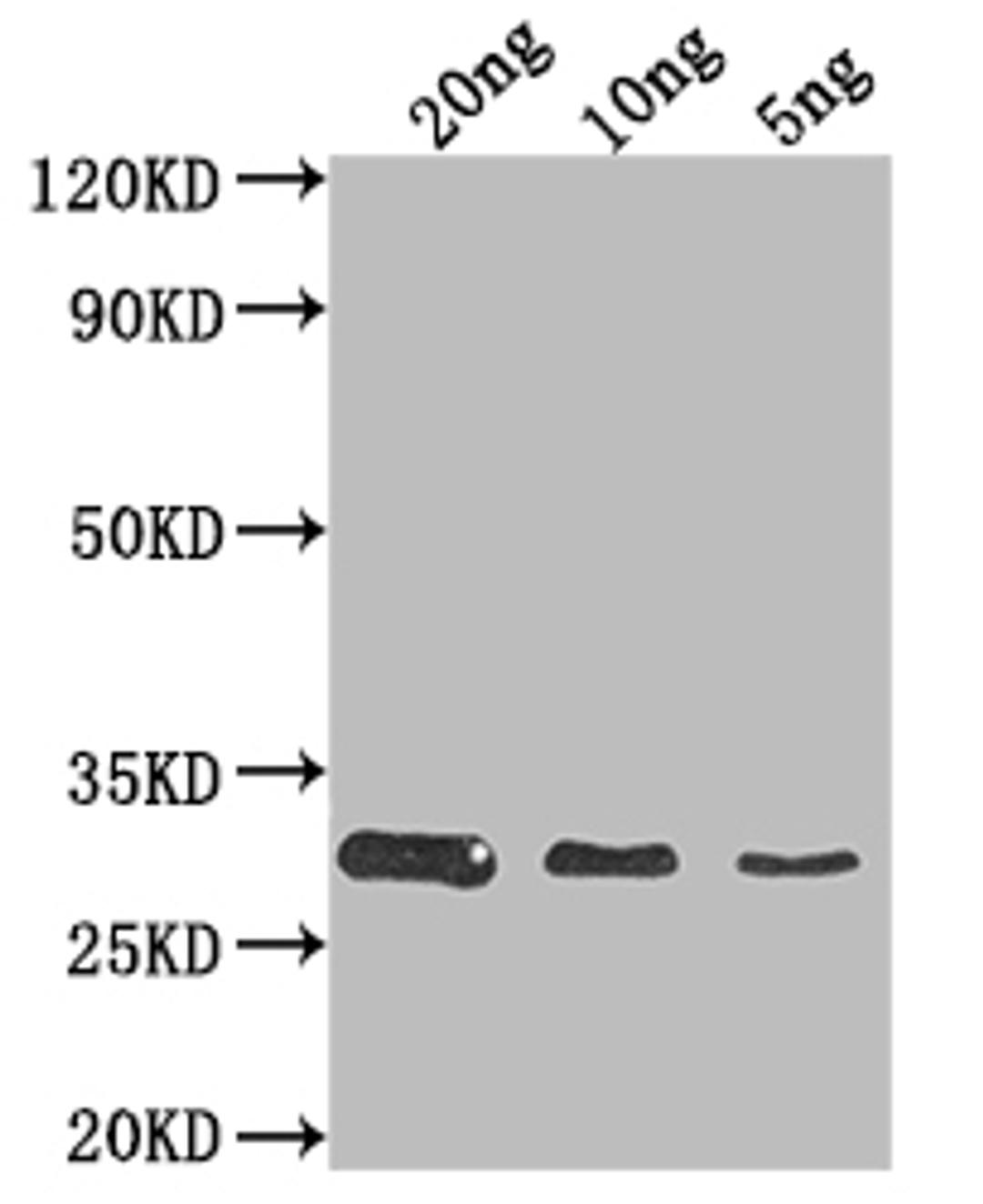 Western Blot. Positive WB detected in Recombinant protein. All lanes: HSH49 antibody at 1:2000. Secondary. Goat polyclonal to rabbit IgG at 1/50000 dilution. Predicted band size: 28.6 kDa. Observed band size: 29 kDa. 