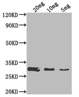 Western Blot. Positive WB detected in Recombinant protein. All lanes: HSH49 antibody at 1:2000. Secondary. Goat polyclonal to rabbit IgG at 1/50000 dilution. Predicted band size: 28.6 kDa. Observed band size: 29 kDa. 