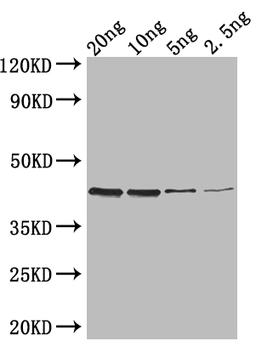 Western Blot. Positive WB detected in: recombinant protein. All lanes: ZIP1 Antibody at 1:1000. Secondary. Goat polyclonal to rabbit IgG at 1/50000 dilution. Predicted band size: 40 kDa. Observed band size: 40 kDa.