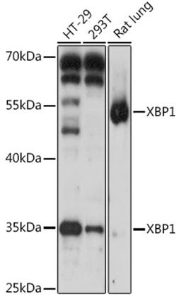 Western blot - XBP1 antibody (A1731)