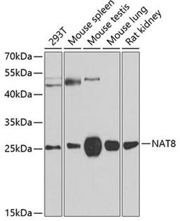 Western blot - NAT8 antibody (A7759)