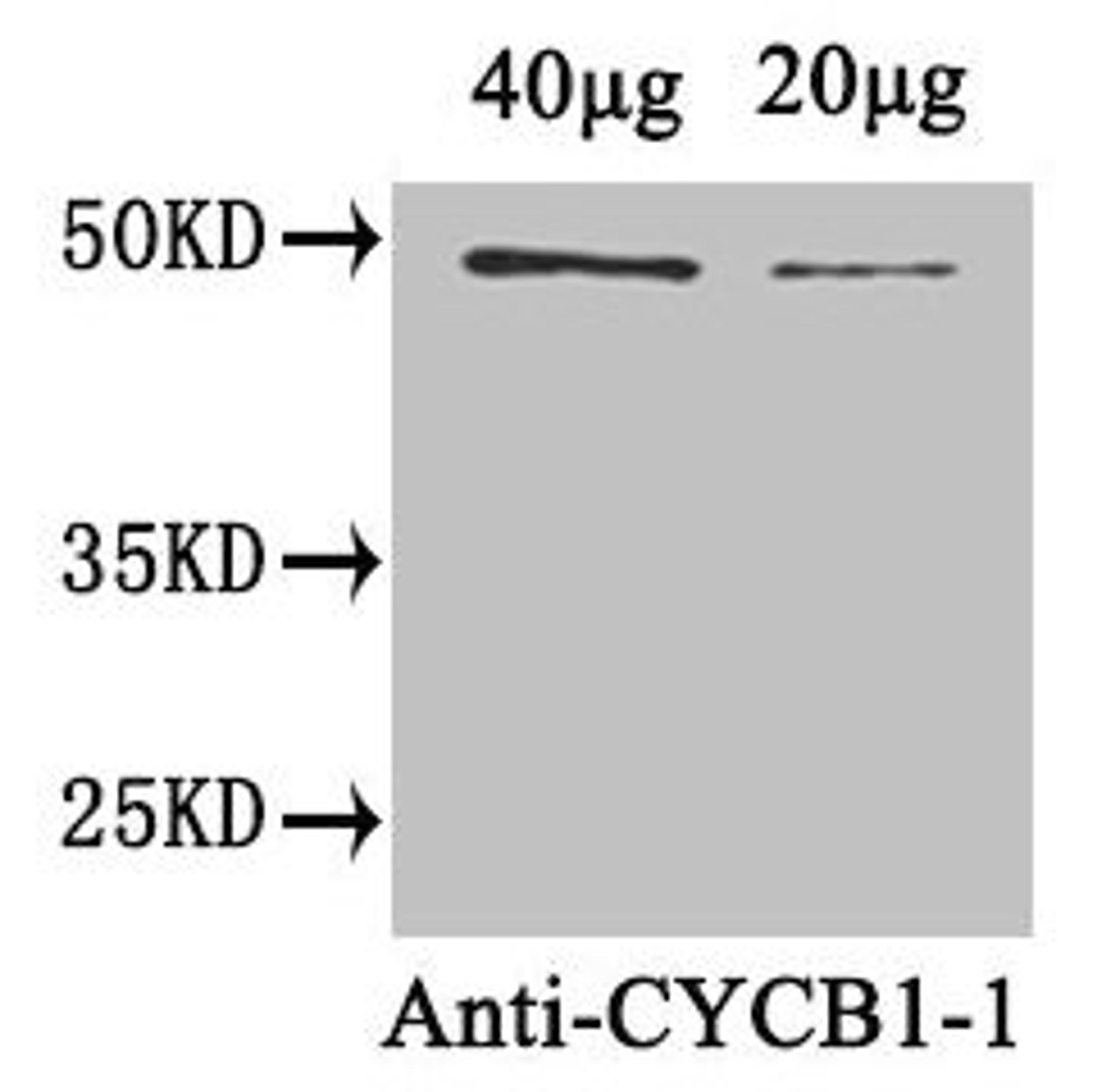 Western Blot. Positive WB detected in: Arabidopsis thaliana (40µg, 20µg). All lanes: CYCB1-1 antibody at 1.8µg/ml. Secondary. Goat polyclonal to rabbit IgG at 1/50000 dilution. Predicted band size: 49 kDa. Observed band size: 49 kDa