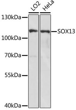 Western blot - SOX13 antibody (A15759)
