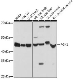 Western blot - PGK1 antibody (A14039)