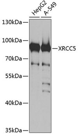 Western blot - XRCC5 antibody (A13369)