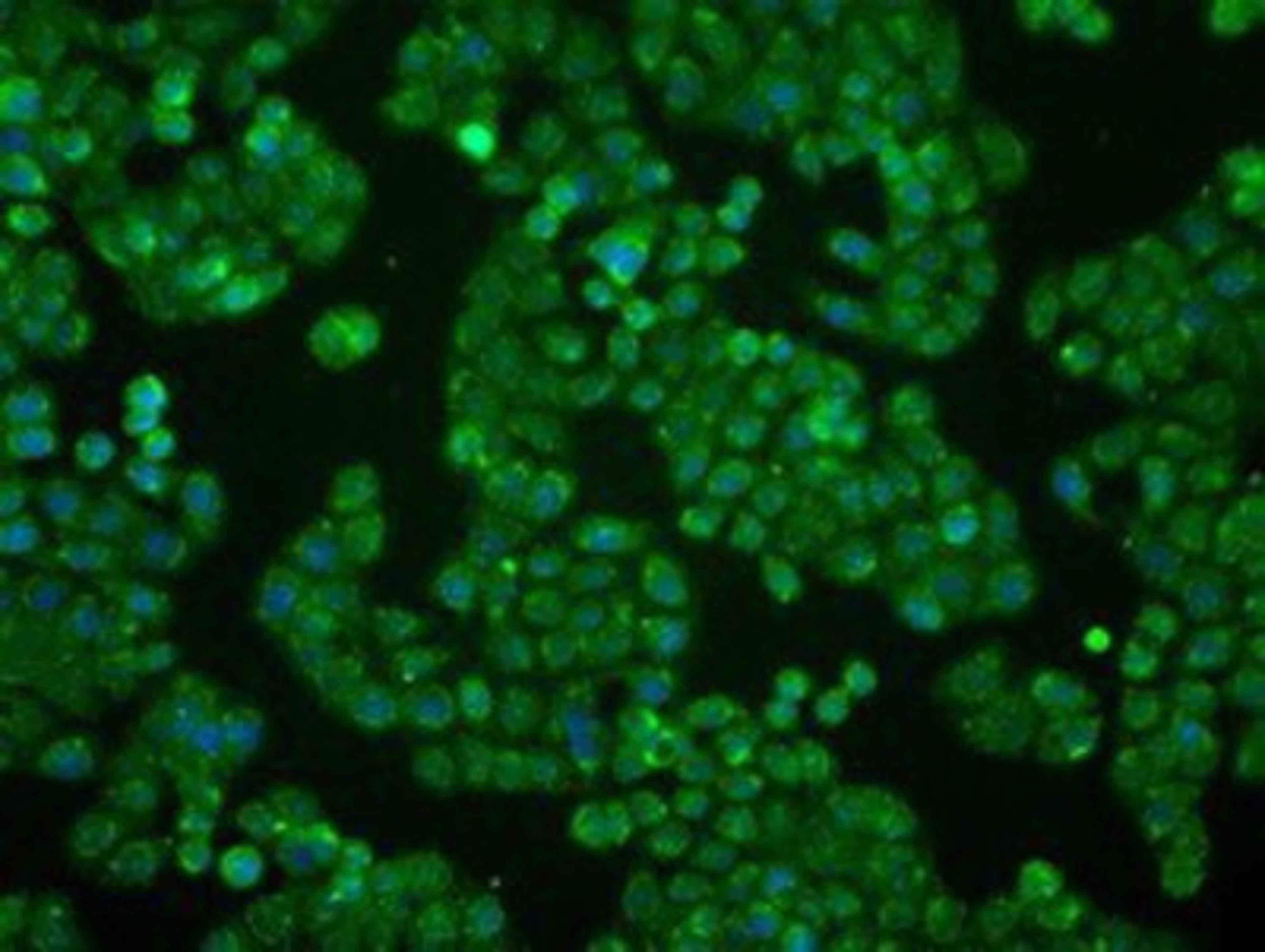 Immunocytochemistry/Immunofluorescence: BTN3A2 Antibody (1A6) [NBP2-02151] - Immunofluorescent staining of HT29 cells using anti-BTN3A2mouse monoclonal antibody.