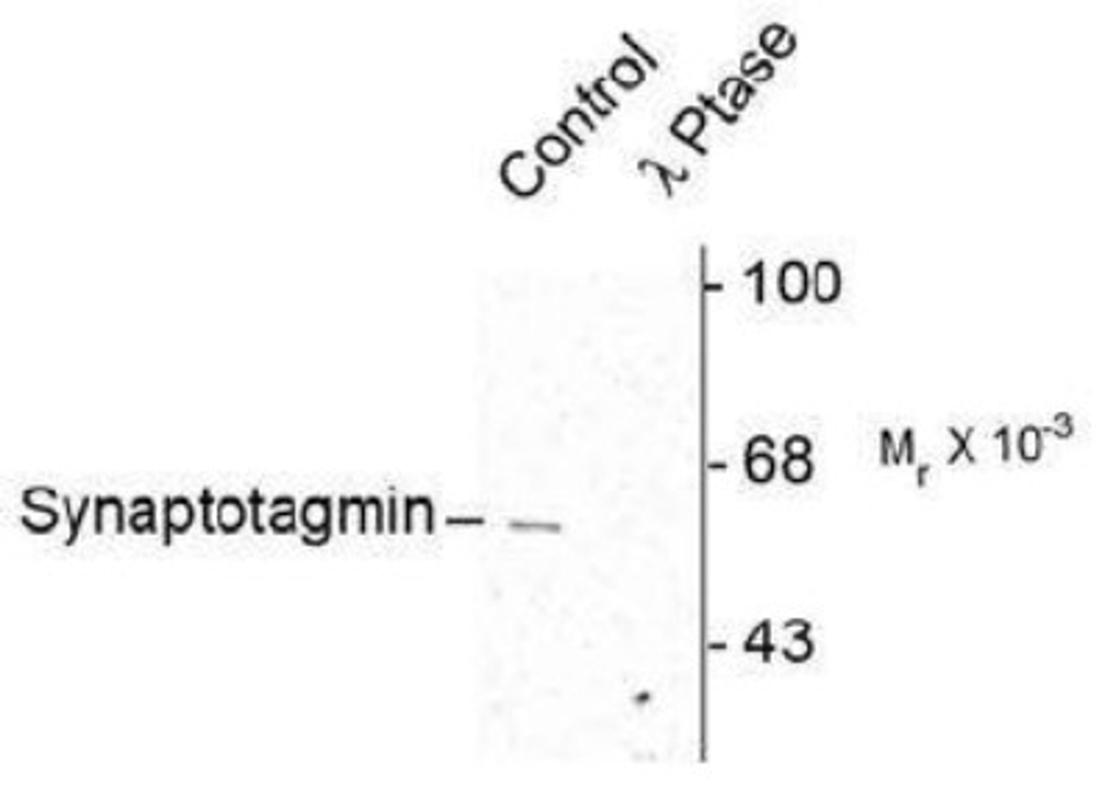 Western Blot: Synaptotagmin 1 [p Ser309] Antibody [NB300-236] - Western blot of rat cortex lysate showing specific immunolabeling of the ~60k - ~62k synaptotagmin phosphorylated at Ser309 (Control). The phosphospecificity of this labeling is shown in the second lane (lambda-phosphatase). The blot is identical to the control except that it was incubated (1200 units for 30 min) before being exposed to the Ser309 synaptotagmin antibody. The immunolabeling is completely eliminated by treatment with lambda-phosphatase.