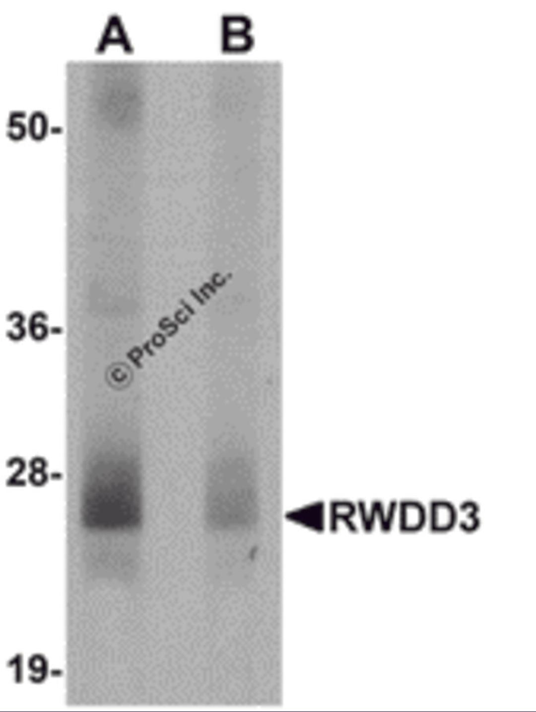 Western blot analysis of RWDD3 in mouse kidney tissue lysate with RWDD3 antibody at 0.5 &#956;g/mL in (A) the absence and (B) the presence of blocking peptide. 