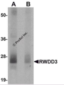 Western blot analysis of RWDD3 in mouse kidney tissue lysate with RWDD3 antibody at 0.5 &#956;g/mL in (A) the absence and (B) the presence of blocking peptide. 