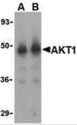 Western blot analysis of Akt1 in human liver cell lysate with Akt1 antibody at (A) 1 and (B) 2 μg/mL.
