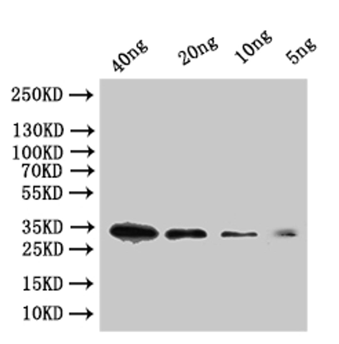 Western Blot. Positive WB detected in: recombinant protein. All lanes:tfpI Antibody at 1:1000. Secondary. Goat polyclonal to rabbit IgG at 1/50000 dilution. Predicted band size: 29 kDa. Observed band size: 34 kDa.