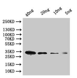 Western Blot. Positive WB detected in: recombinant protein. All lanes:tfpI Antibody at 1:1000. Secondary. Goat polyclonal to rabbit IgG at 1/50000 dilution. Predicted band size: 29 kDa. Observed band size: 34 kDa.