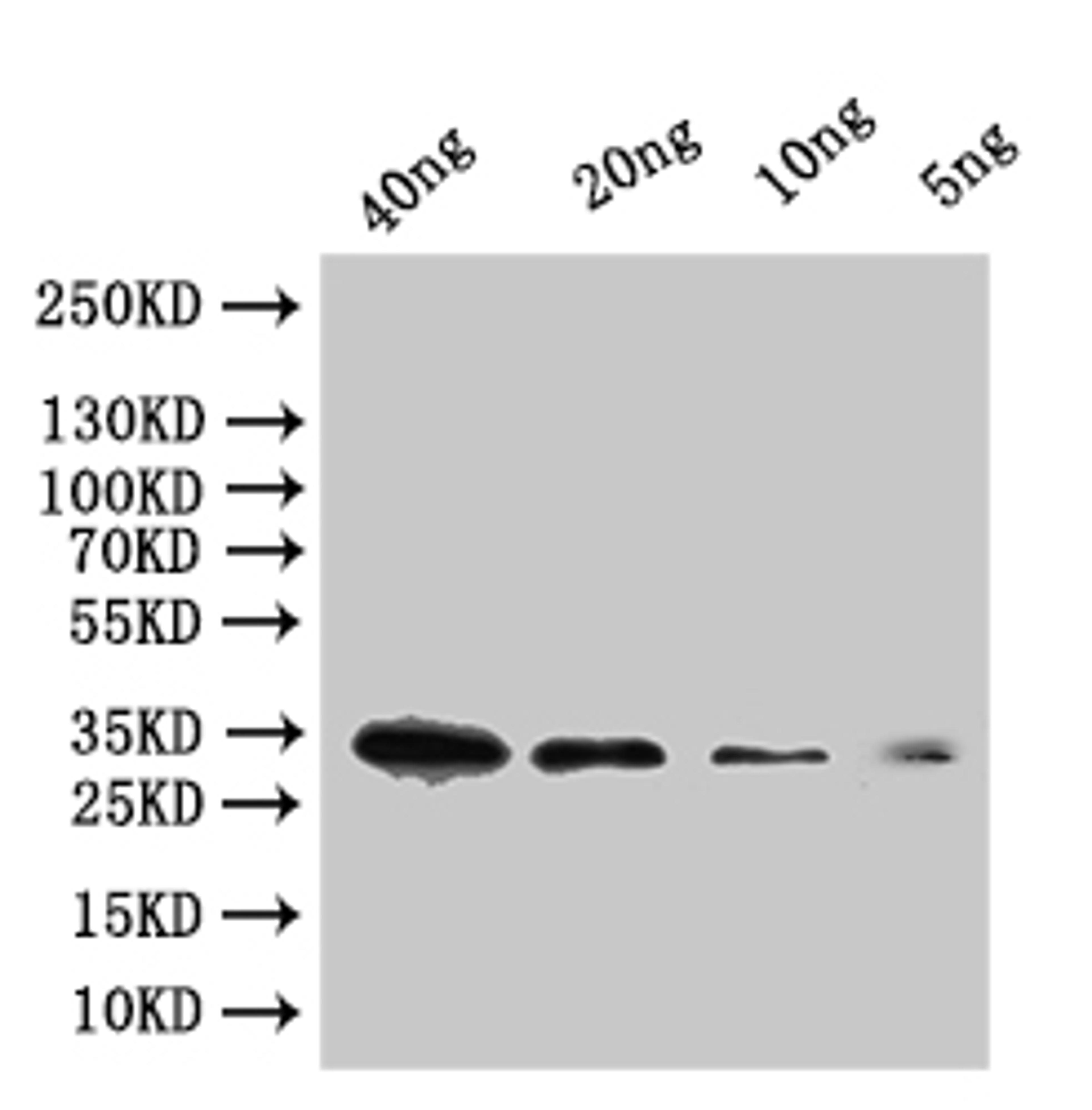 Western Blot. Positive WB detected in: recombinant protein. All lanes:tfpI Antibody at 1:1000. Secondary. Goat polyclonal to rabbit IgG at 1/50000 dilution. Predicted band size: 29 kDa. Observed band size: 34 kDa.