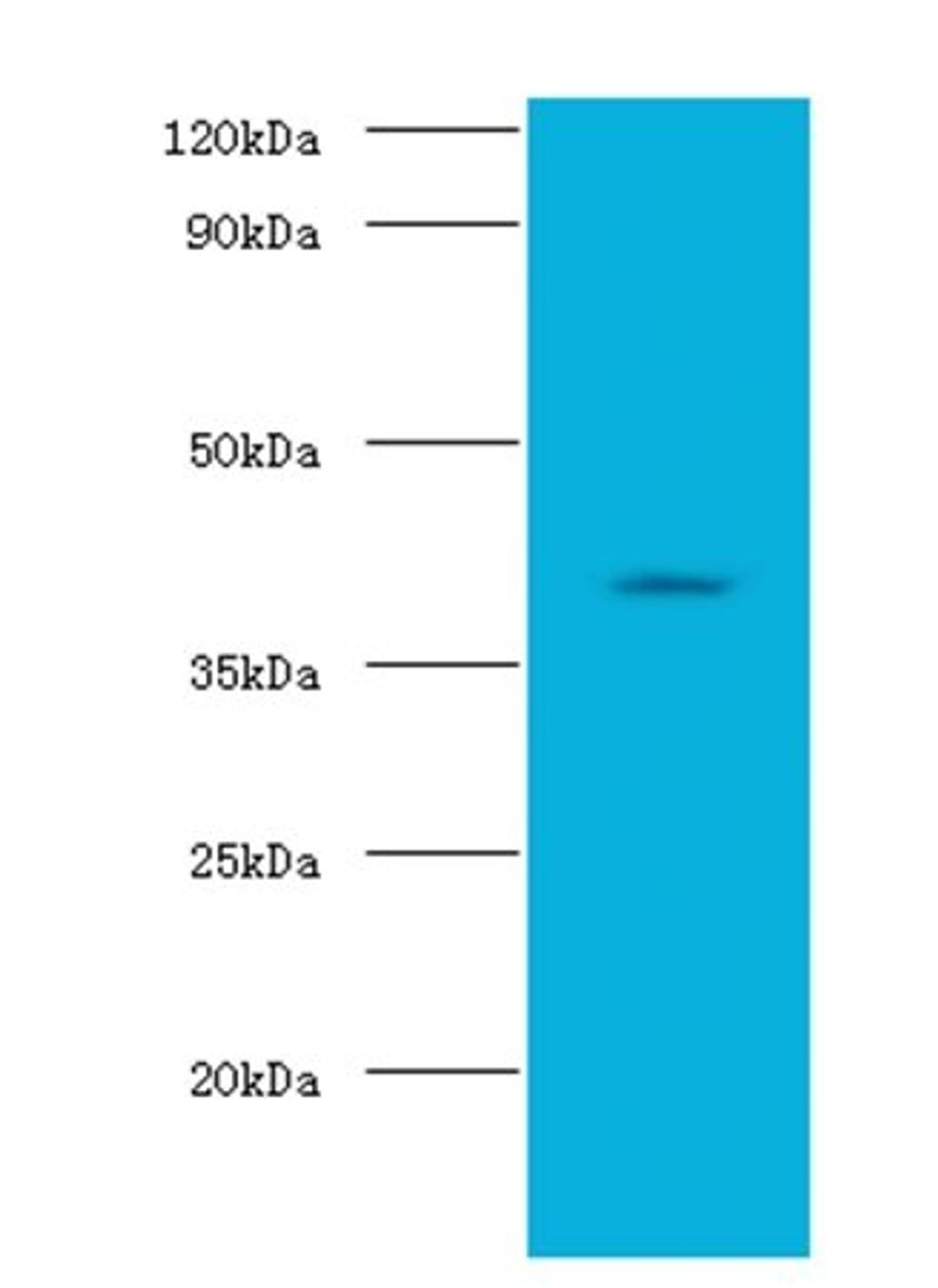 Western blot analysis of HepG2 whole cell lysateusing Alcohol dehydrogenase 1B antibody