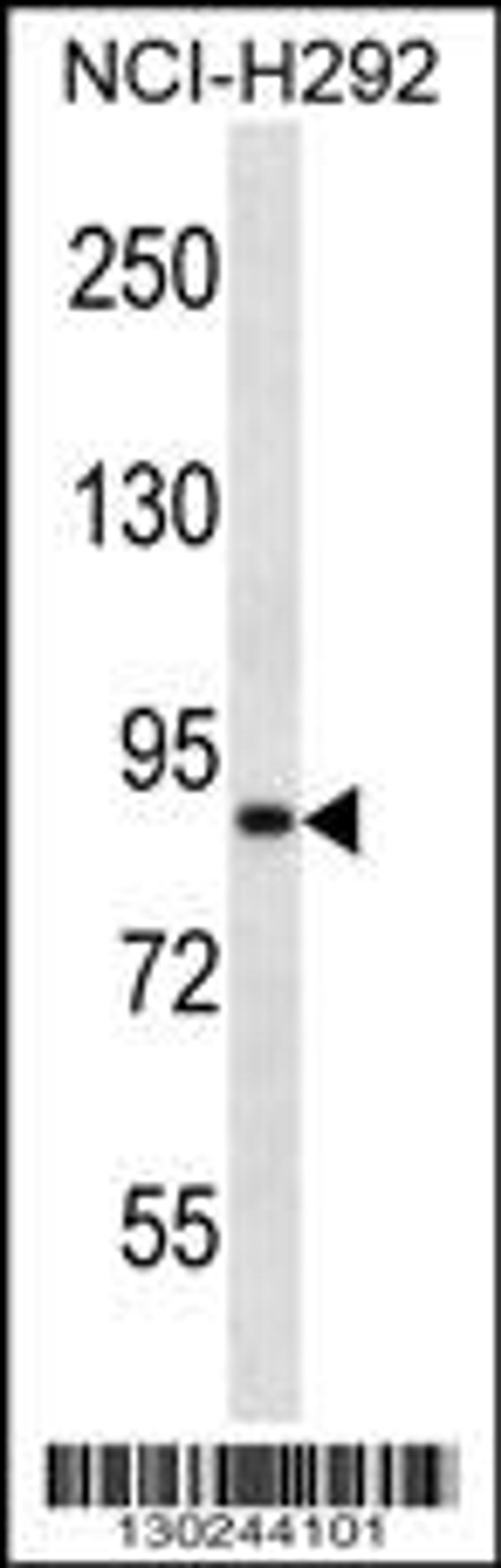 Western blot analysis in NCI-H292 cell line lysates (35ug/lane).