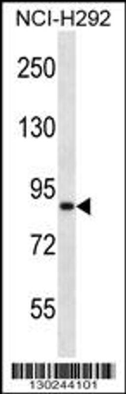 Western blot analysis in NCI-H292 cell line lysates (35ug/lane).