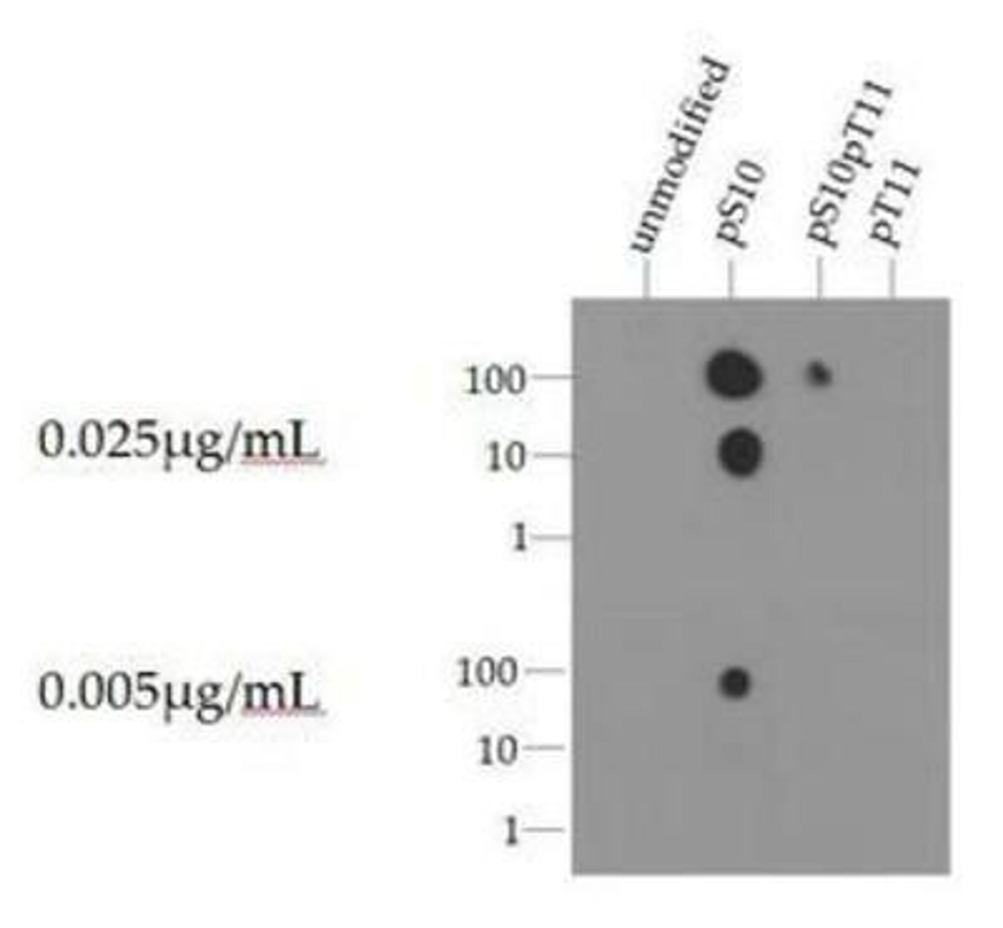 Dot Blot: Histone H3 [p Ser10] Antibody [NB21-1091] - Dot blot analysis of HIstone H3pS10 with picomoles of peptide.