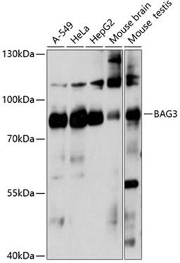 Western blot - BAG3 antibody (A14826)