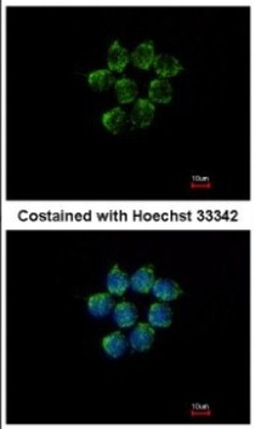 Immunocytochemistry/Immunofluorescence: Kallistatin Antibody [NBP2-17013] - Immunofluorescence analysis of methanol-fixed HCT116, using antibody at 1:500 dilution.