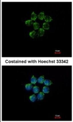 Immunocytochemistry/Immunofluorescence: Kallistatin Antibody [NBP2-17013] - Immunofluorescence analysis of methanol-fixed HCT116, using antibody at 1:500 dilution.