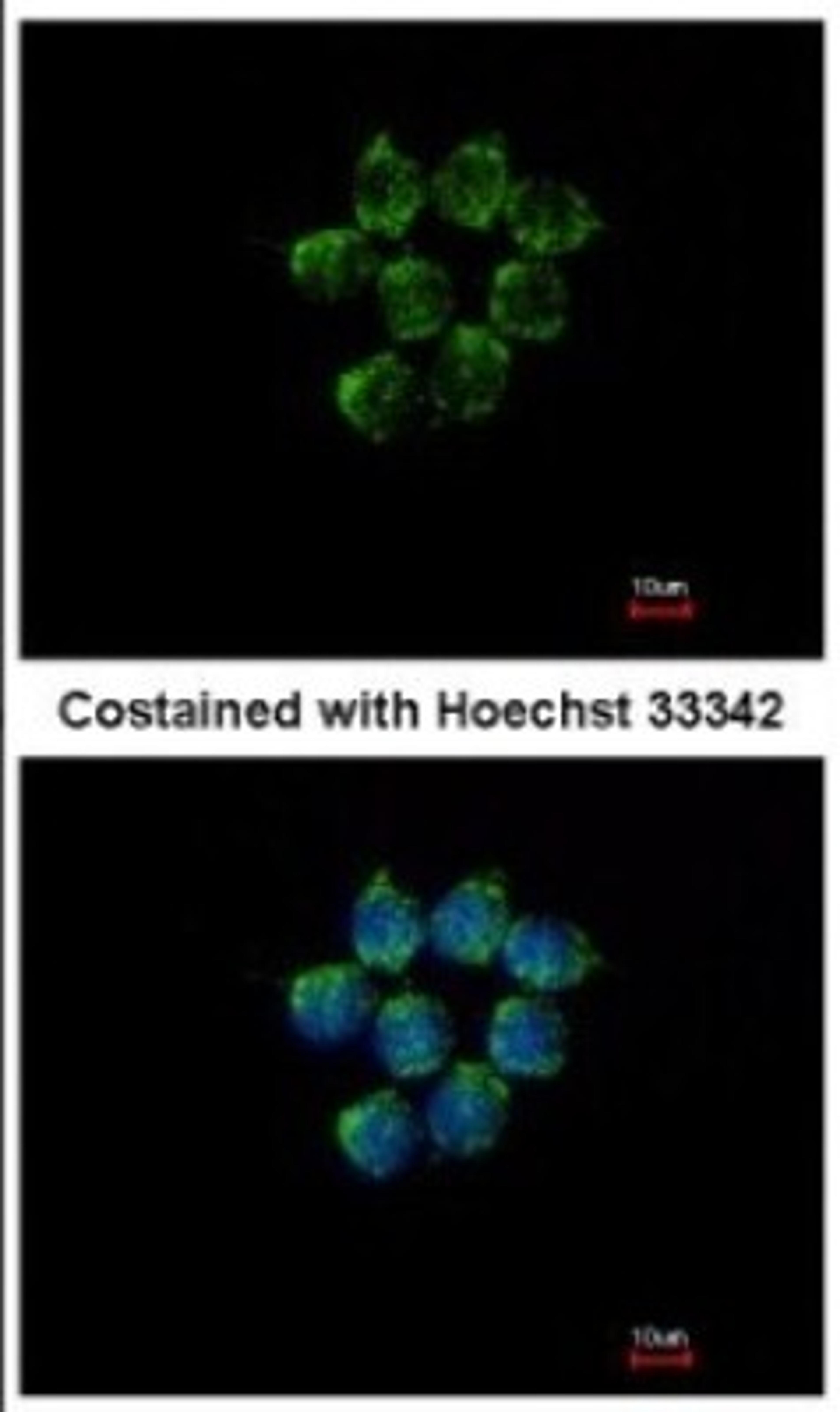 Immunocytochemistry/Immunofluorescence: Kallistatin Antibody [NBP2-17013] - Immunofluorescence analysis of methanol-fixed HCT116, using antibody at 1:500 dilution.