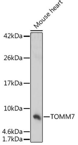 Western blot - TOMM7 antibody (A17711)