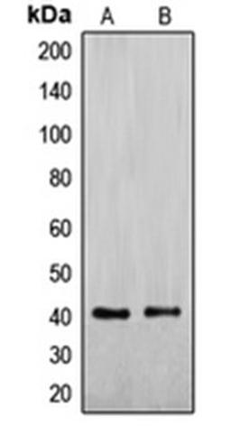 Western blot analysis of Jurkat (Lane 1), HepG2 (Lane 2) whole cell lysates using EXOG antibody