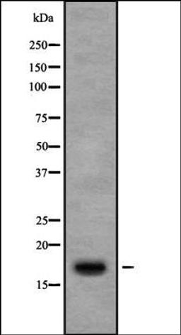 Western blot analysis of 3T3 whole cell lysates using Ribosomal Protein S13 antibody