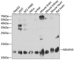 Western blot - NDUFA5 antibody (A3976)