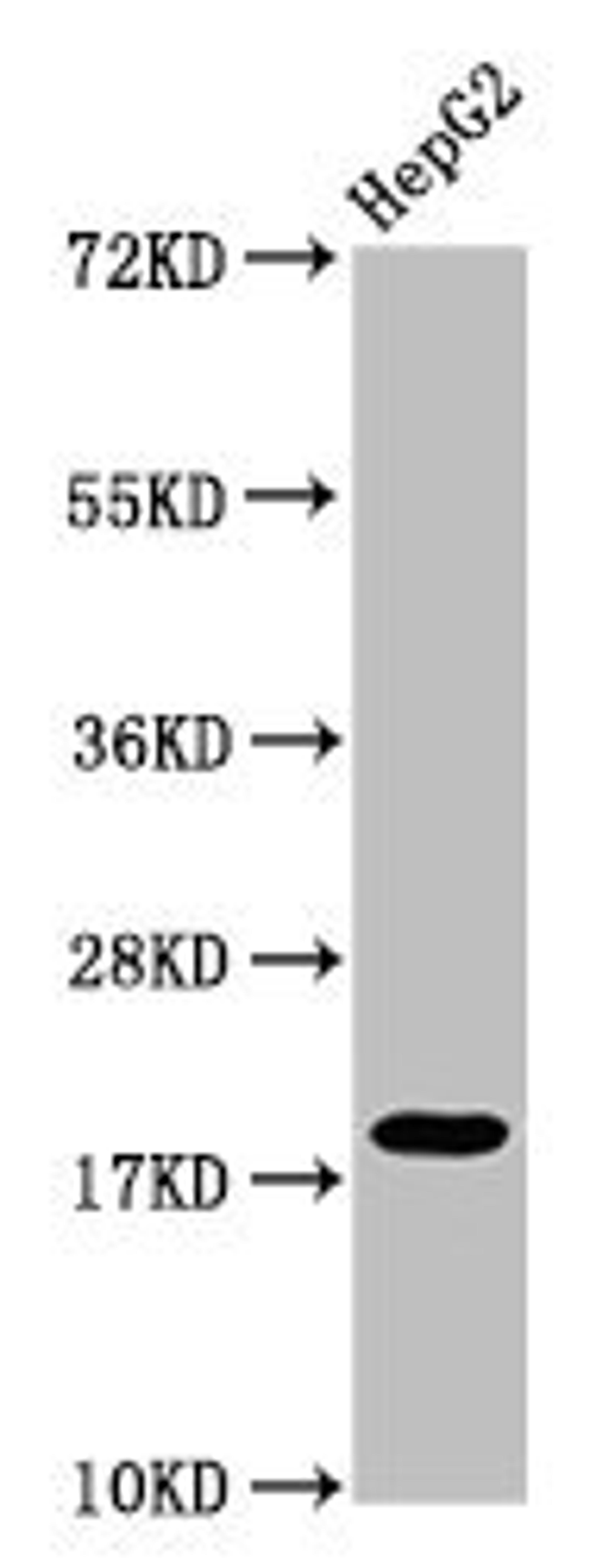 Western Blot. Positive WB detected in: HepG2 whole cell lysate. All lanes: H1F0 antibody at 1:50. Secondary. Goat polyclonal to rabbit IgG at 1/50000 dilution. Predicted band size: 21, 20 kDa. Observed band size: 21 kDa