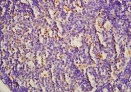 Immunohistochemical analysis of formalin-fixed paraffin embedded mouse embryo tissue using HHIP antibody (dilution at 1:200)