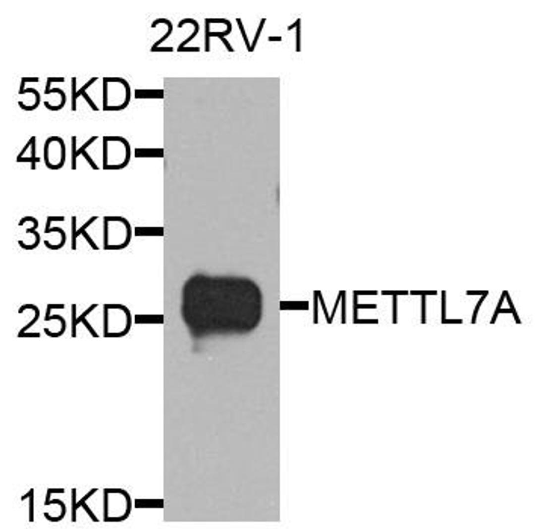 Western blot analysis of extract of various cells using METTL7A antibody