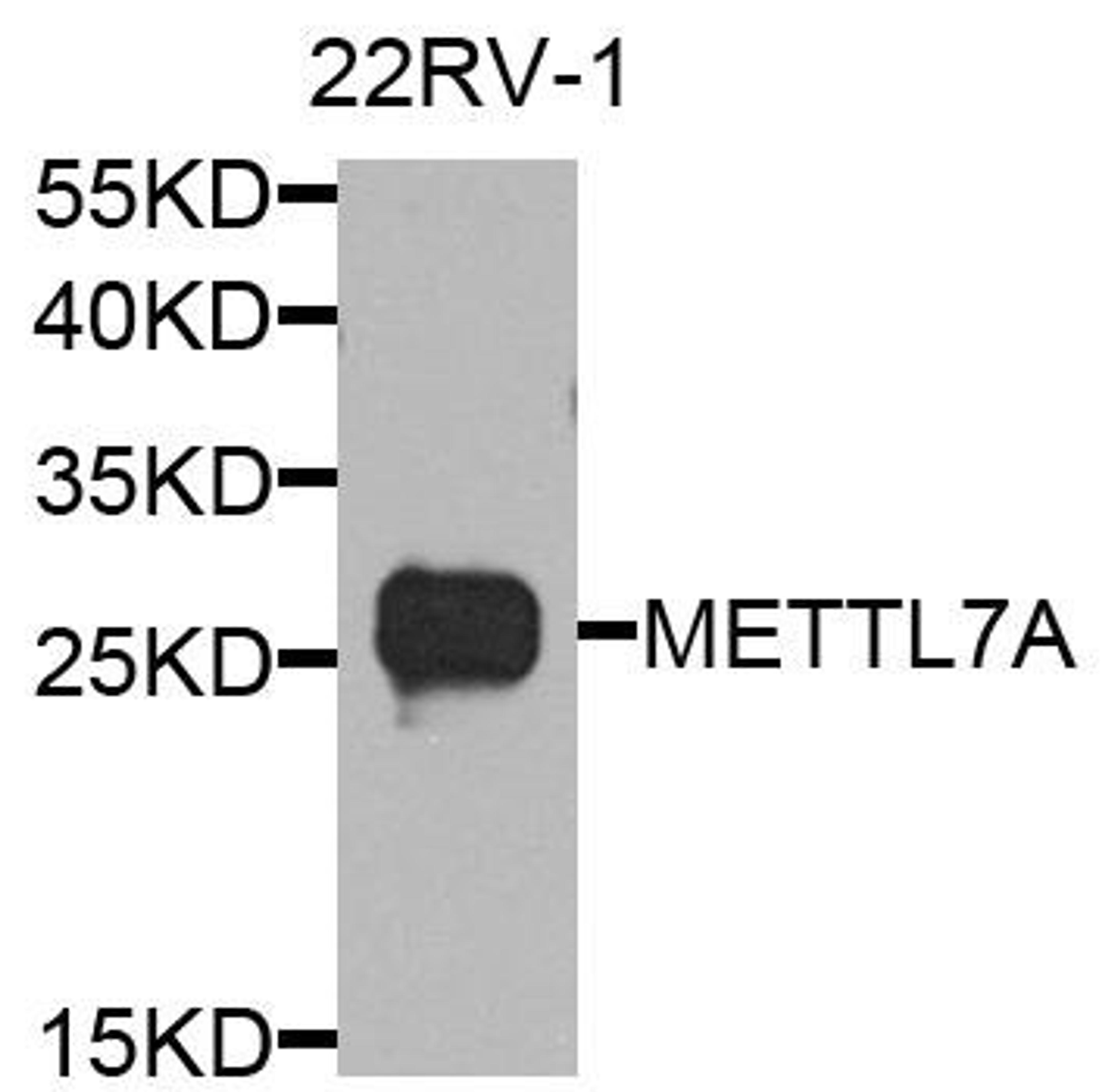 Western blot analysis of extract of various cells using METTL7A antibody