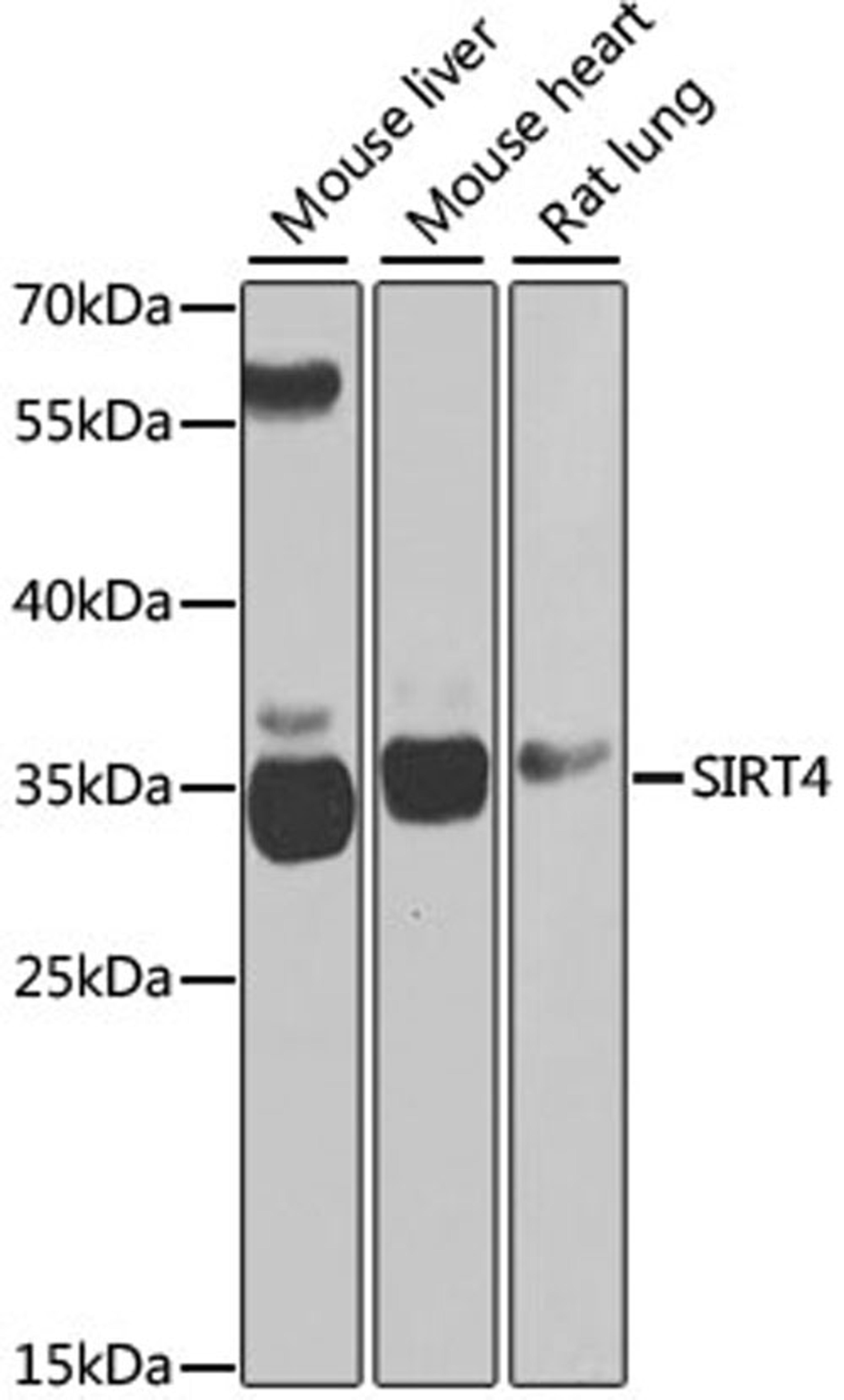 Western blot - SIRT4 antibody (A7585)