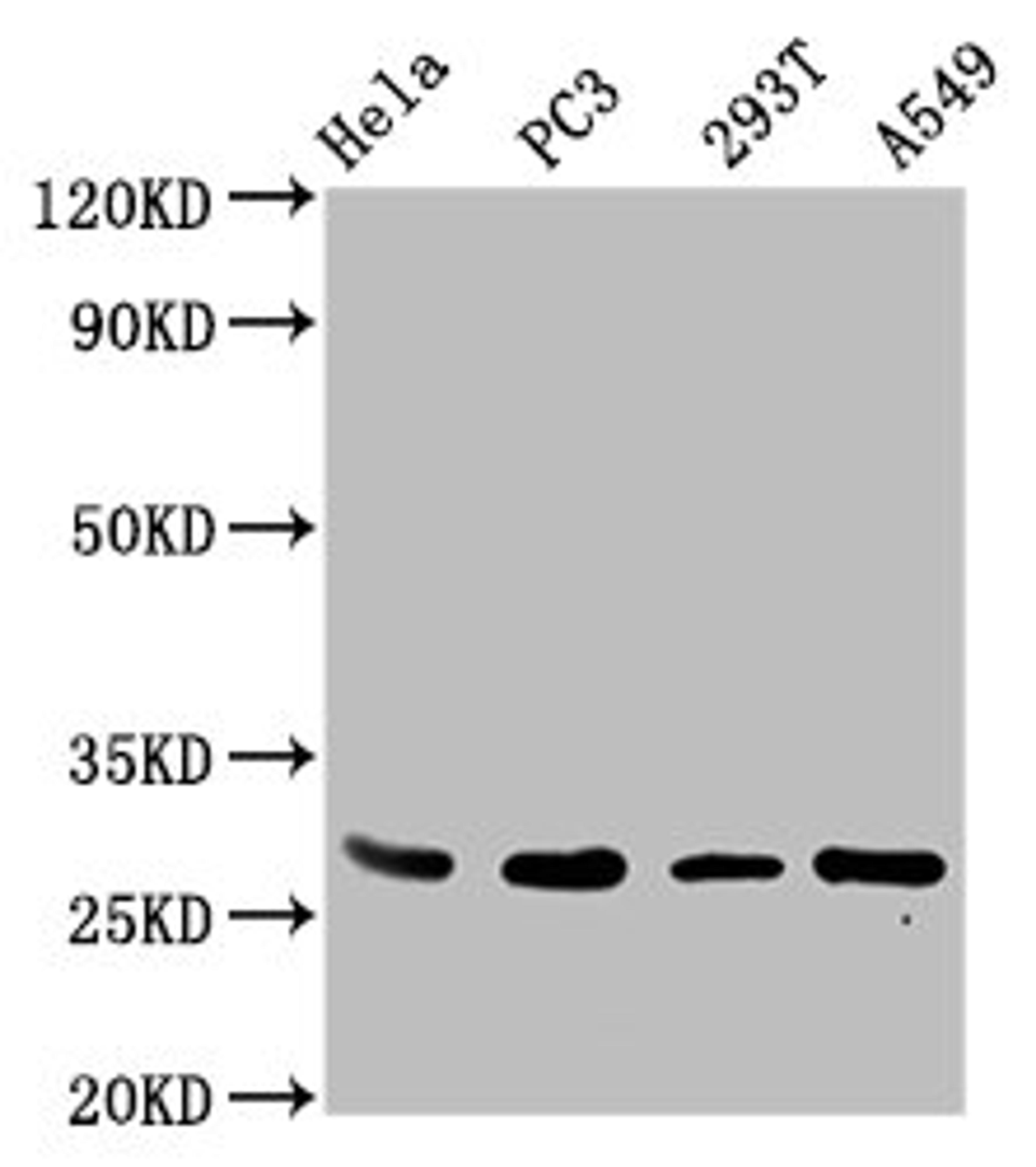 Western Blot. Positive WB detected in: Hela whole cell lysate, PC-3 whole cell lysate, 293T whole cell lysate, A549 whole cell lysate. All lanes: EFHD1 antibody at 3.4ug/ml. Secondary. Goat polyclonal to rabbit IgG at 1/50000 dilution. Predicted band size: 27, 17 kDa. Observed band size: 27 kDa. 