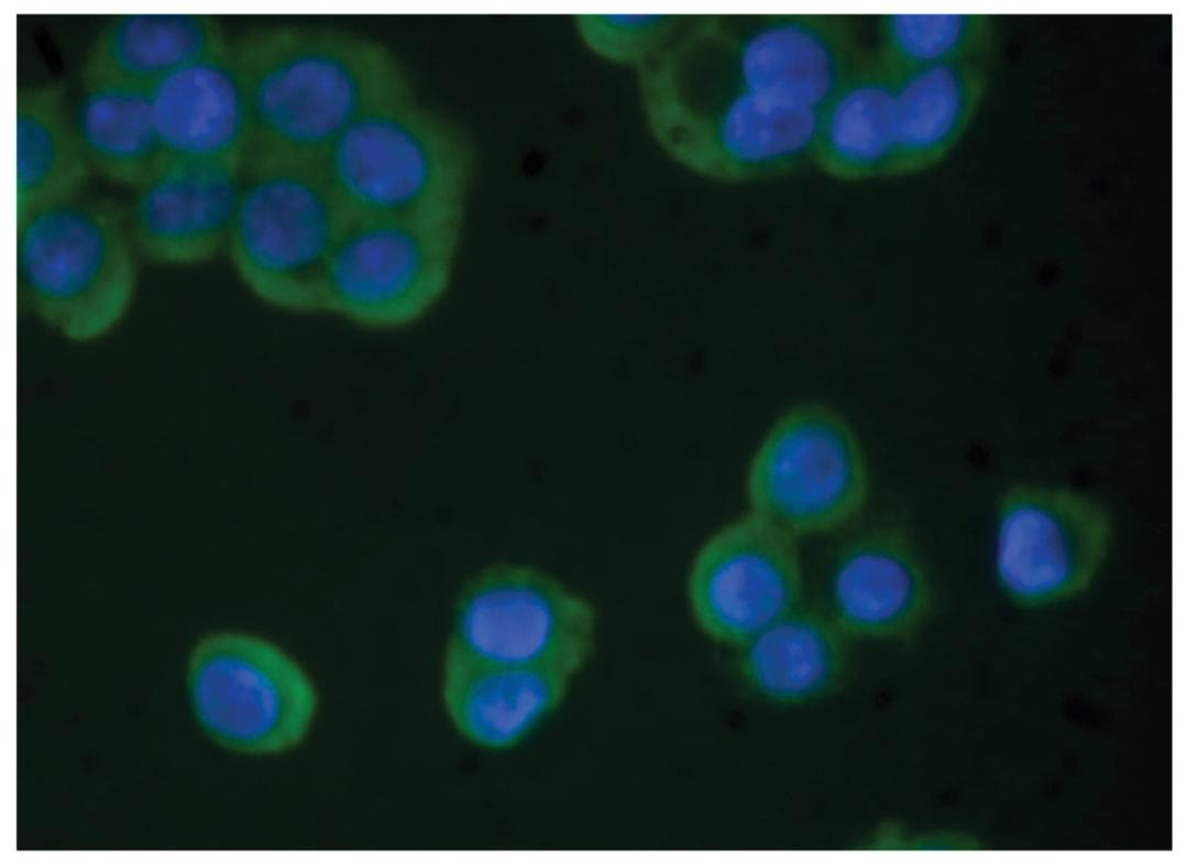 Human pancreatic carcinoma cells were stained with Mouse Anti-Human TIMP-4-UNLB (Cat. No. 99-775) followed by Goat Anti-Mouse Ig, Human ads-FITC .