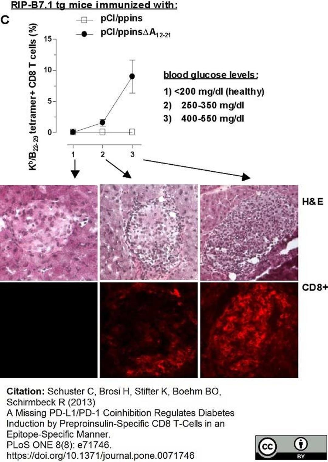 Rat anti Mouse CD8 alpha antibody used to stain CD8 expressing tissue in mouse pancreatic sections